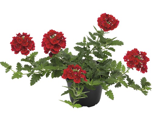 Verveine 'verbena hybrida' rouge pot de 10,5 cm