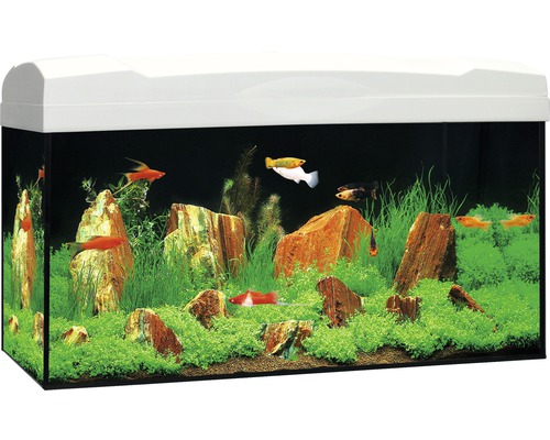 Aquarium Marina Complete 54 inkl. LED-Beleuchtung, Filter, Heizer, Futter weiß Aquarium mit Fischen, Pflanzen und Steinen