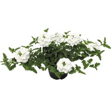 Verbene Pflanze mit weißen Blüten im Topf