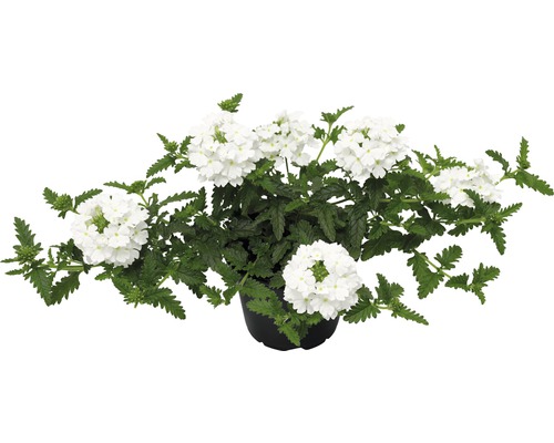 Verveine 'verbena hybrida' blanc pot de 10,5 cm