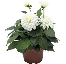 Dahlia en pot avec des fleurs blanches