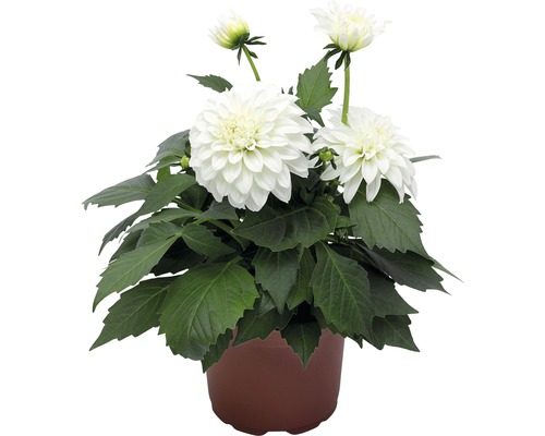 Dahlia 'dahlia hybrida' blanc pot 12 cm