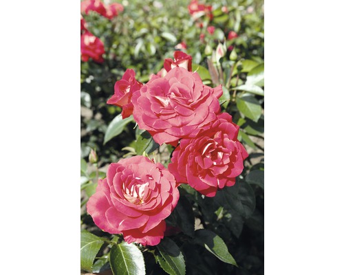 Rosier pour parterres FloraSelf® Rose 'Heimatmelodie®' 20-70 cm