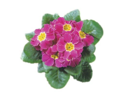 Primevère 'Primula acaulis' rose pot 9 cm