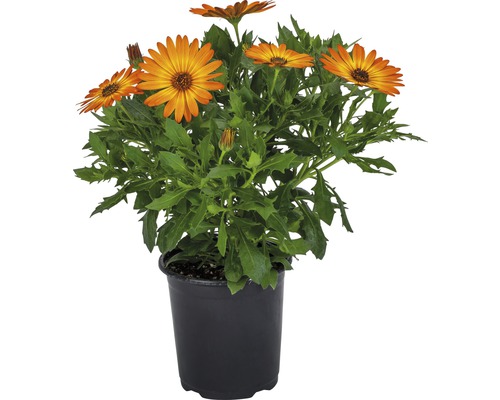 Marguerite africaine 'Osteospermum' orange pot de 10,5 cm