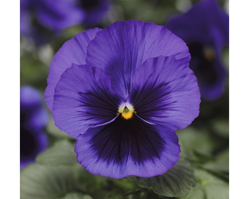 Pensée 'Viola wittrockiana' bleue pot de 9 cm