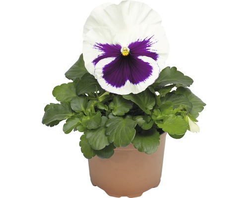 Pensée 'Viola wittrockiana' blanche pot de 9 cm