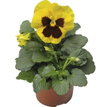 Pensée cornue jaune en pot