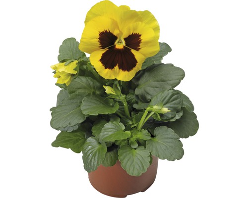 Pensée 'Viola wittrockiana' jaune pot de 9 cm