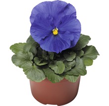 Blaues Stiefmütterchen im Topf