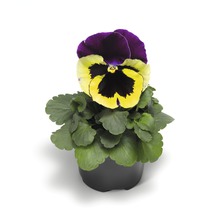 Pensée cornue en pot