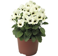 Topf mit weissen Hornveilchen