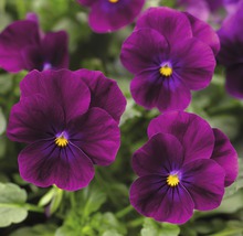 Nahaufnahme von violetten Stiefmütterchen im Gartenbeet