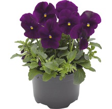 Stiefmütterchen in einem Topf