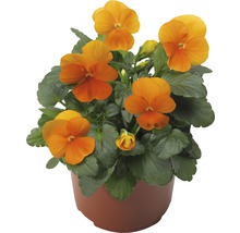 Orangefarbenes Stiefmütterchen im Topf