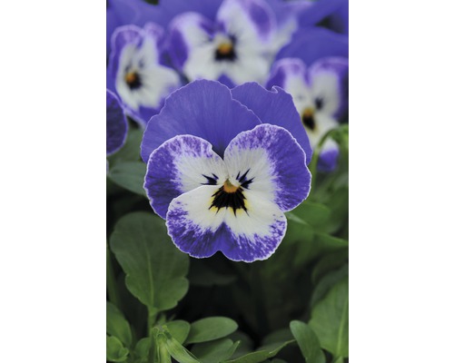 Nahaufnahme einer Veilchenblume