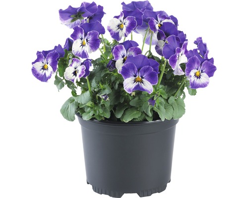 Hornveilchen 'Viola cornuta' blau 9er Topf