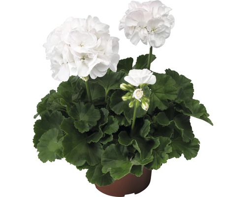 Géranium 'pelargonium zonale' blanc pot de 12 cm