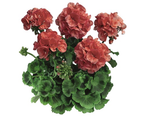Géraniums droits 'Pelargonium zonale hybride' rose pot de 12 cm
