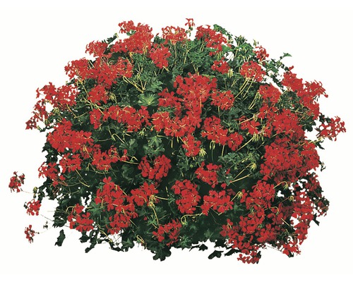 Géranium retombant 'Pelargonium peltatum hybride' rouge pot de 12 cm