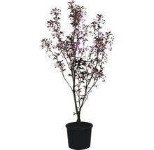 Blühender Zierbaum in einem Topf