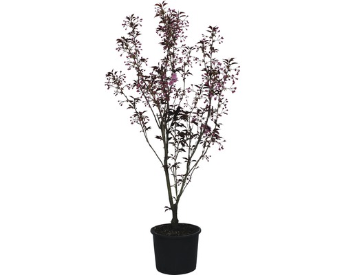 Blühender Zierbaum in einem Topf