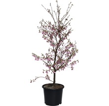 Prunus sargentii FloraSelf Accolade, 125-150 cm