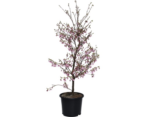 Prunus sargentii FloraSelf Accolade, 125-150 cm