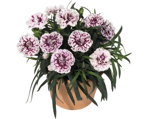 Œillet commun FloraSelf Dianthus Super Trouper pot de 10,5 cm sélection aléatoire des variétés