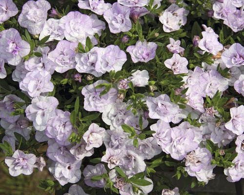Gros plan de fleurs de pétunia doubles avec feuillage