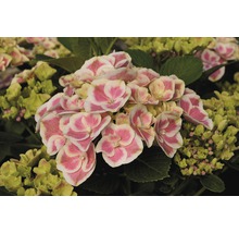 Gartenhortensie FloraSelf® Hydrangea macrophylla zweifarbig 30-40 cm-thumb-2