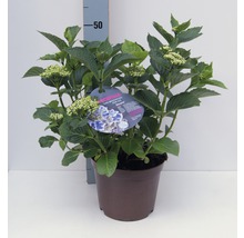 Gartenhortensie FloraSelf® Hydrangea macrophylla zweifarbig 30-40 cm-thumb-0