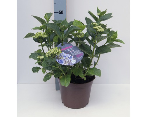 Gartenhortensie FloraSelf® Hydrangea macrophylla zweifarbig 30-40 cm