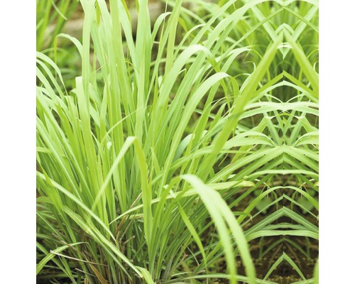 Zitronengras im Garten