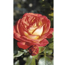 Nahaufnahme einer Rose mit geöffneten Blüten und einer Knospe