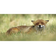 Postkarte Geo XXL Grinsender Fuchs 23x11 cm