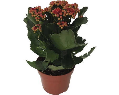 Flammendes Käthchen Kalanchoe blossfeldiana 'Calandiva' H 20-25 cm Ø 12 cm Topf rot