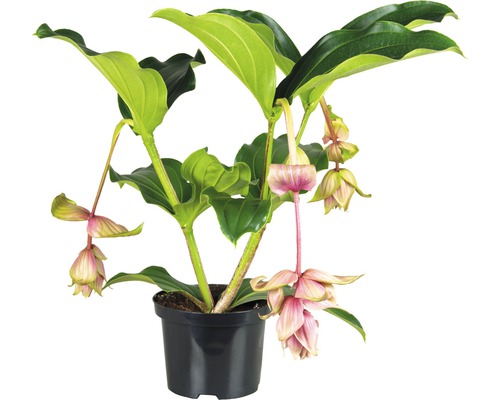 Medinille FloraSelf Medinilla magnifica 'Dolce Vita' H 45-55 cm Ø 17 cm Topf Blühende Medinilla Pflanze im Topf