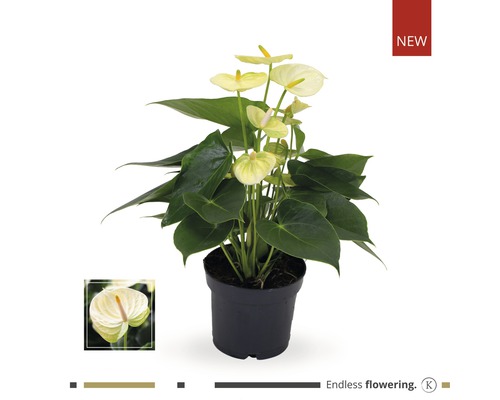 Langue de feu / Anthurium FloraSelf Anthurium andreanum «Grandiflora Lime» H 35-40 cm pot Ø 12 cm
