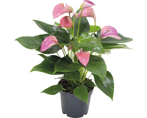 Plante anthurium en pot avec des fleurs roses et des feuilles vertes