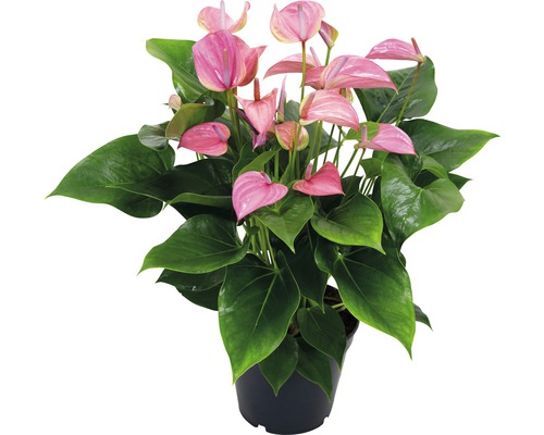 Langue de feu / Anthurium FloraSelf Anthurium andreanum «Pink» H 50-60 cm pot Ø 17 cm