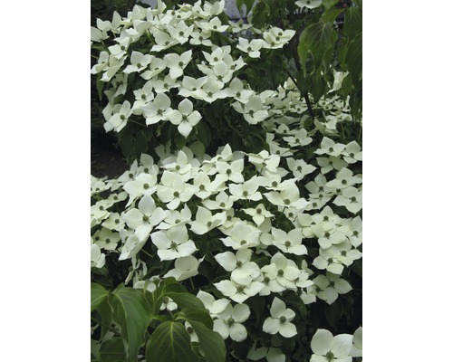 Blühender Blumenhartriegel Strauch mit weißen Blüten