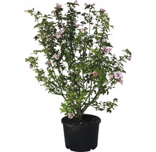 Hibiscus en pot avec des fleurs