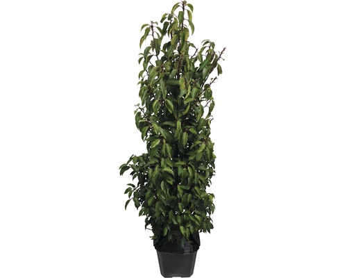 12 x laurier-cerises du Portugal FloraSelf Prunus lusitanica 'Angustifolia' 80-100 cm en ClickCo pour env. 5 m de haie