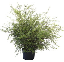 Arbuste en pot