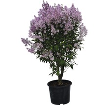 Botanischer Flieder FloraSelf Minuet 100-125 cm