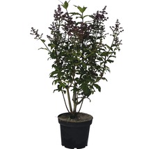 Kanadischer Flieder FloraSelf Redwine 100-125 cm
