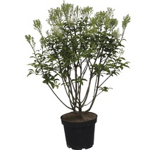 Kanadischer Flieder FloraSelf Agnes Smith 100-125 cm