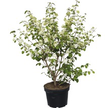 Japanischer Schneeball FloraSelf 60-70 cm diverse Sorten