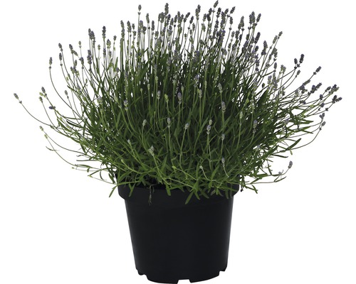 Lavande en pot noir